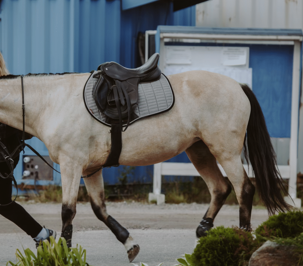 Saddle Pad Care: Cleaning & Storage Tips